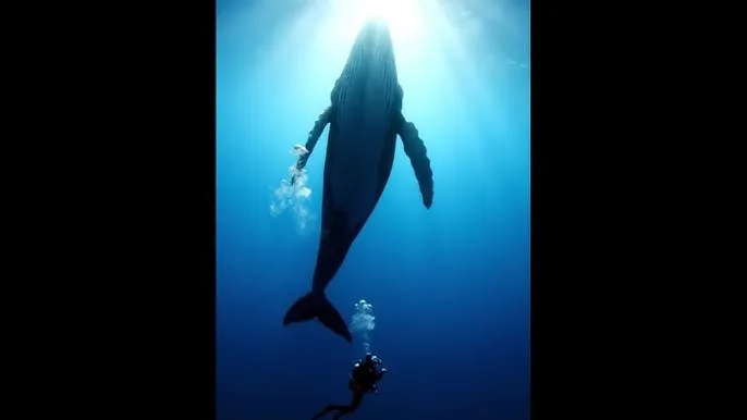 不论纯爱完整电影 - 深蓝星球：探索海洋深处的未知世界